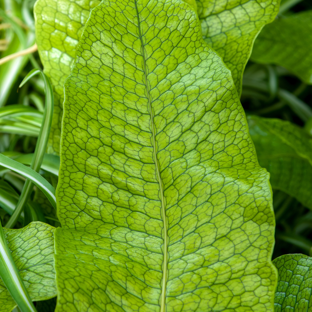 Fern 'Crocodile'