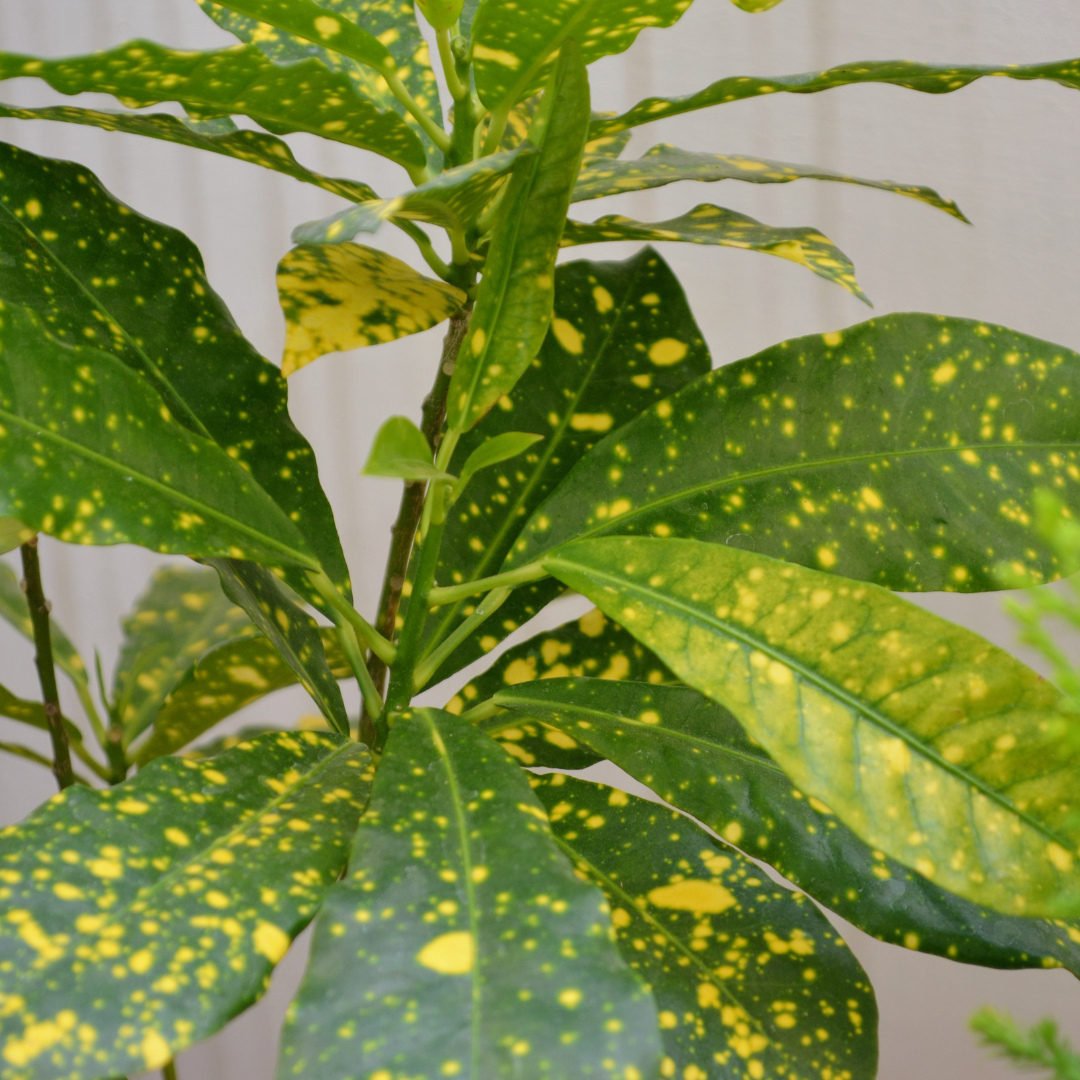 Croton 'Gold Dust'