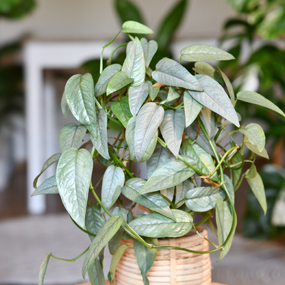 Epipremnum pinnatum 'Cebu Blue'