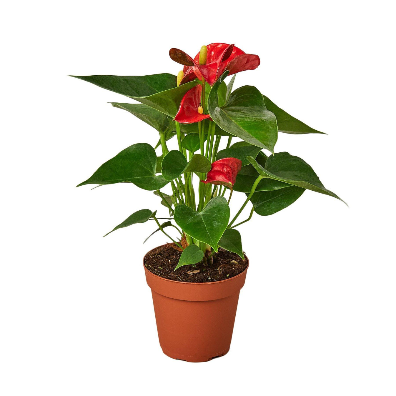 2 Anthurium Variety Pack