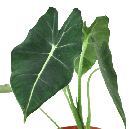 Alocasia Micholitziana 'Frydek' - Plant Swag Shop 