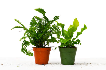 Fern Variety Pack