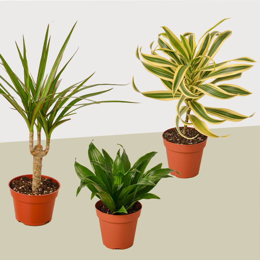 3 Different Dracaenas Variety Pack - 4" Pot