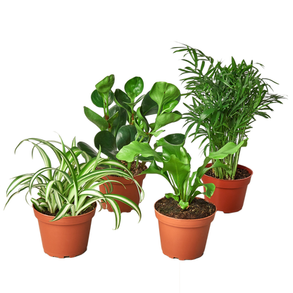 pet friendly houseplant bundle