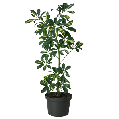 Schefflera Arboricola Variegated 'Umbrella'