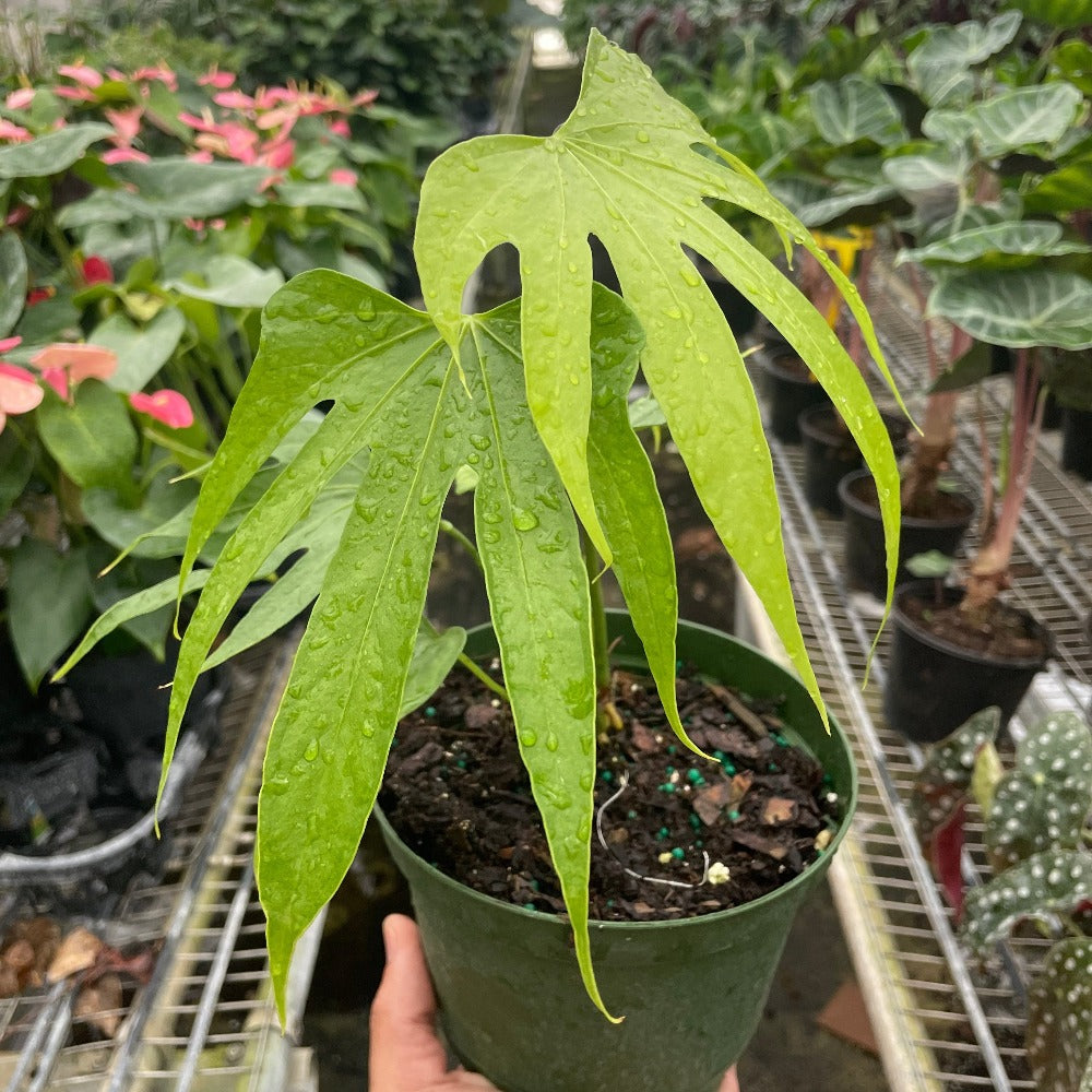 Anthurium Fingers