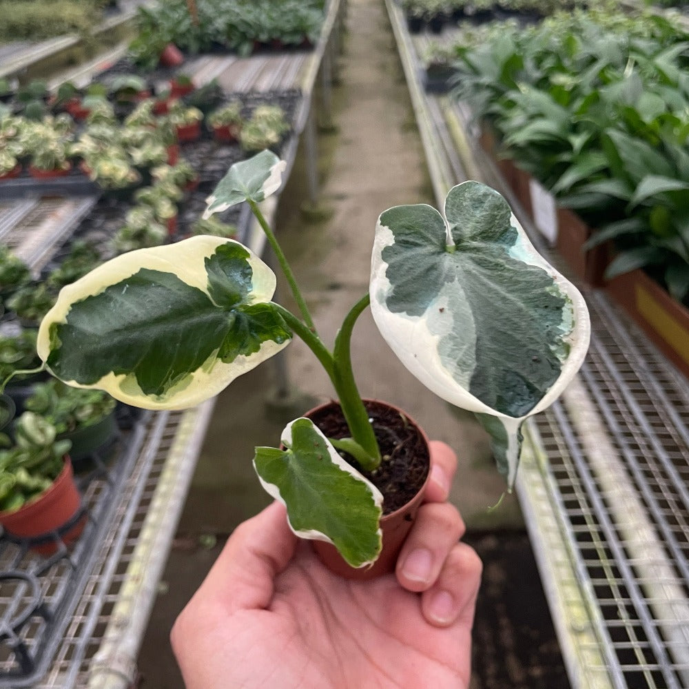 Alocasia 'Mickey Mouse'