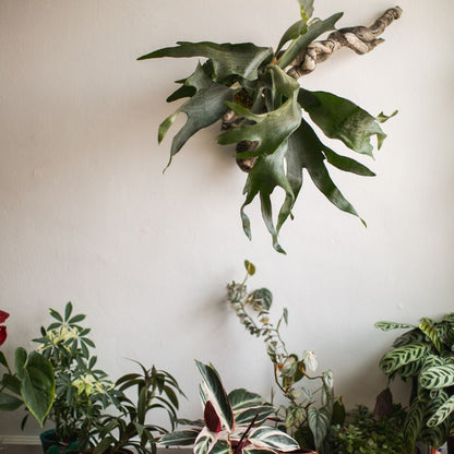 staghorn fern