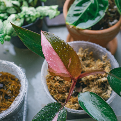 Rare Philodendron 'Pink Princess'