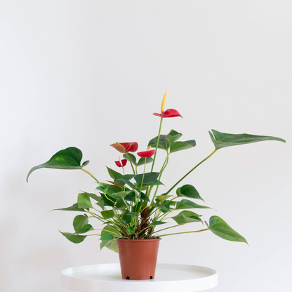 shop plants online 