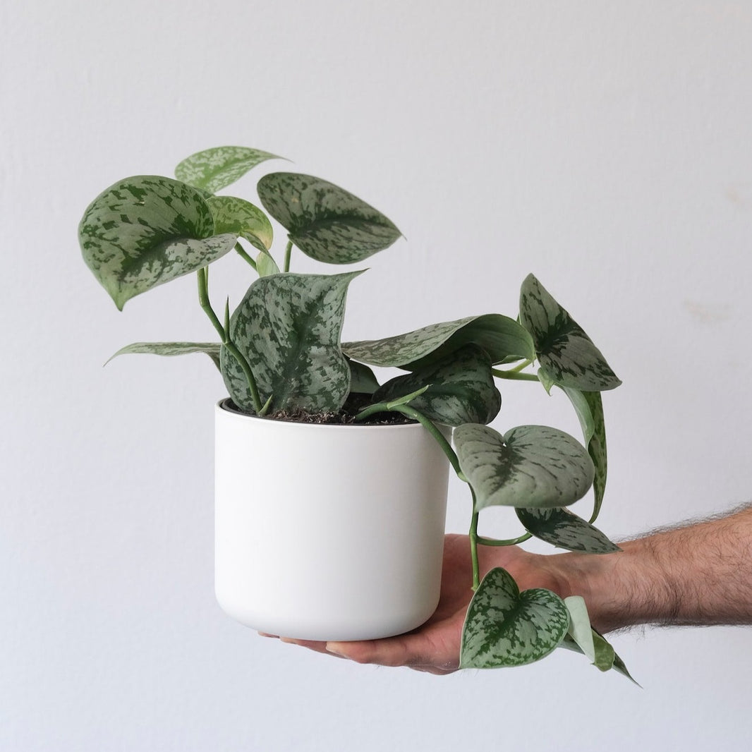 Easy Care Houseplants