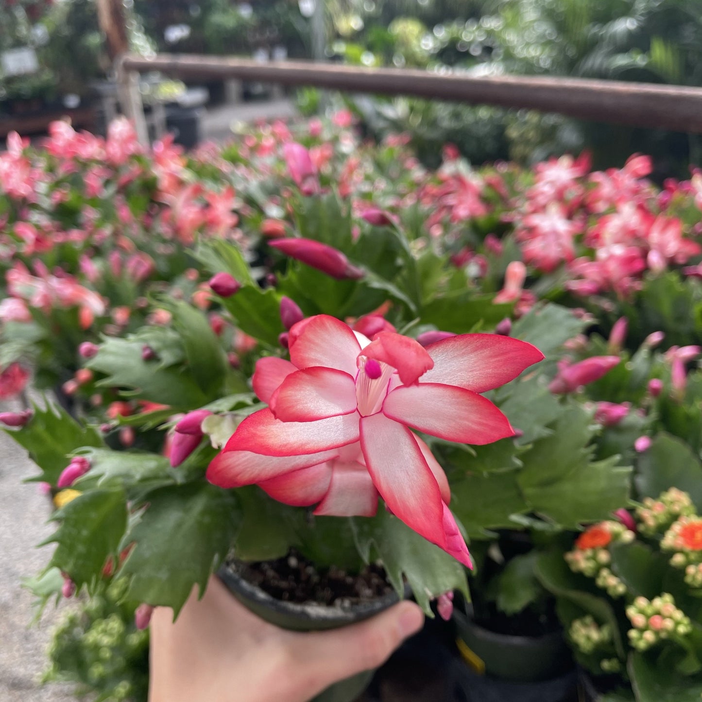 Zygocactus 'Christmas Cactus'